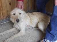 Podenco Andaluz