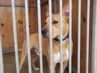 American Staffordshire Terrier