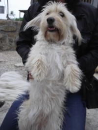 Cruce West Highland White Terrier