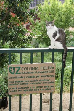 colonias felinas